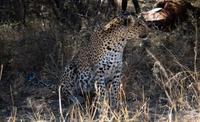 Leopard mit Augen zu