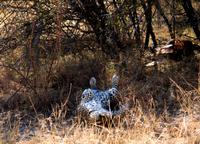 Leopard relaxt