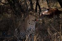 Leopard sitzend