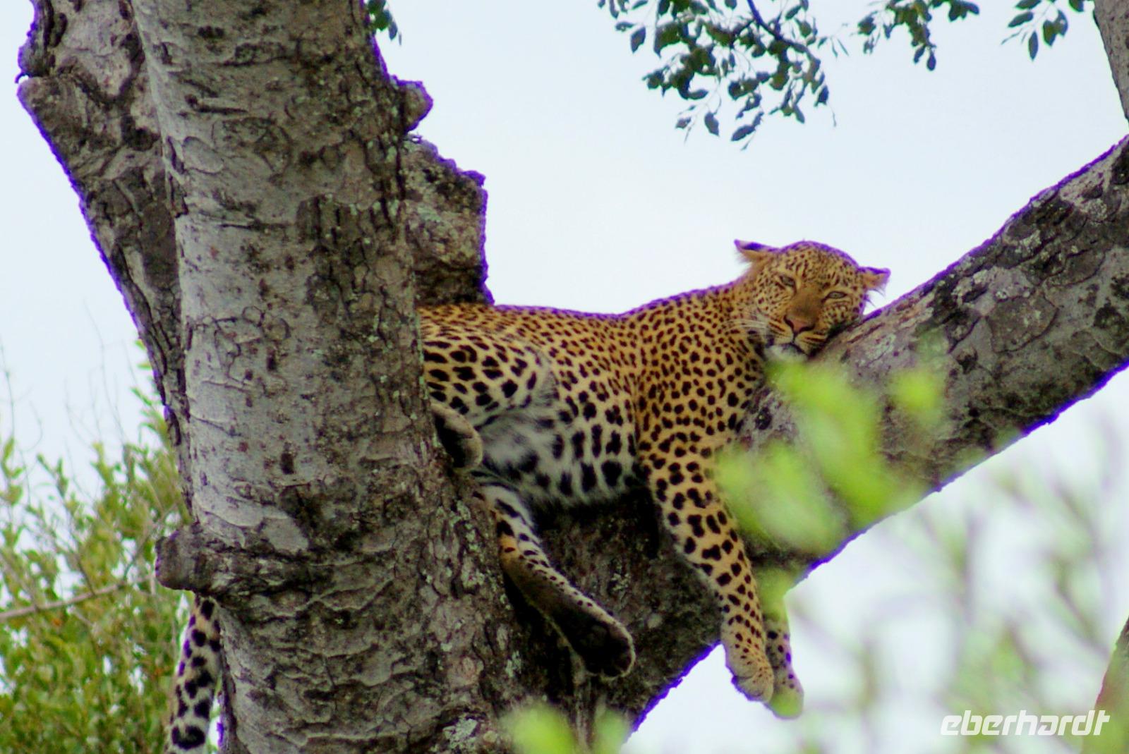 Leopard