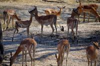 Mahangu-Nationalpark - Impalas