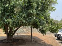 Mangobäume in Botswana