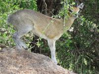Manyara-Nationalpark - Klippspringer