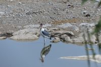 Marabu