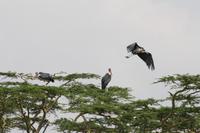 Maribus in der Serengeti