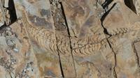 Mesosaurus Fossil Park 