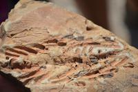 Mesosaurus Fossil