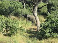 Mogotlho Safari Lodge - Blick von der Terrasse