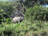 Mogotlho Safari Lodge - Busch-Spaziergang - wir kommen Elefanten gefählich nah
