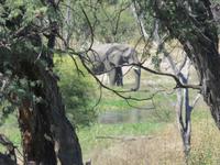 Mogotlho Safari Lodge -Blick von der Terrasse des Restautrants