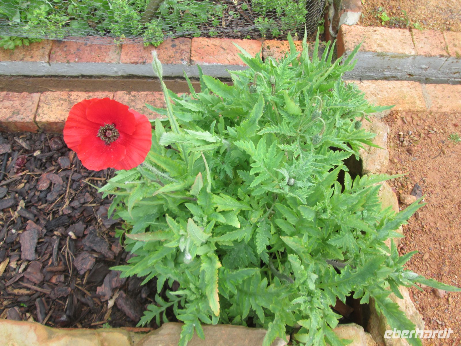 Mohn