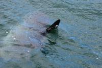 Mondfisch