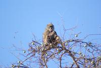 Monkey Orange Baum