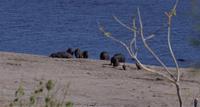 Morgendliche Pirschfahrt im Chobe-Nationalpark