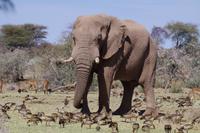 Mount Etjo Lodge - Elefant