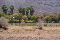 Mount Etjo Lodge