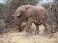 Mount Etjo Safari Lodge: Elefant