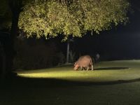 Nächtliche Besucher im Hotelgarten