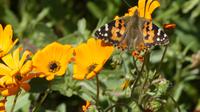 Namaqaland (Prächtiges Bärenohr)