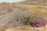 Namaqaland