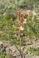 Namaqaland