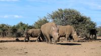 Namibia -  Pirschfahrt im Okonjati-Wildreservat