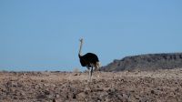 Namibia - Ausflug zum Fish River Canyon