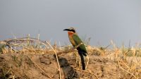 Namibia - Bootsfahrt Okavango - Bienenfresser