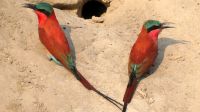 Namibia - Bootsfahrt Okavango - Höhlennester