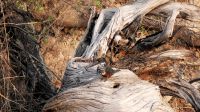Namibia - Bootsfahrt Okavango - King Fisher