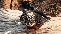 Namibia - Bootsfahrt Okavango - King Fisher