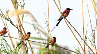 Namibia - Bootsfahrt Okavango