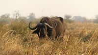 Namibia - Bootsfahrt auf dem Kwando - Buffalo