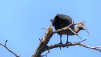 Namibia - Bootsfahrt auf dem Kwando - Grüner Ibis (Hagedasch)