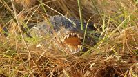 Namibia - Bootsfahrt auf dem Kwando - Krokodil