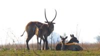 Namibia - Bootsfahrt auf dem Kwando - Letschwe Antilopen