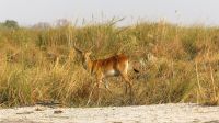Namibia - Bootsfahrt auf dem Kwando - Letschwe Antilopen