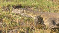 Namibia - Bootsfahrt auf dem Kwando - Wasserwaran
