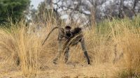 Namibia - Bootsfahrt auf dem Kwando - Zuschauer am Ufer