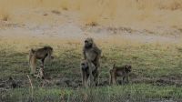 Namibia - Bootsfahrt auf dem Kwando - nicht jugendfrei