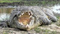 Namibia - Bootsfahrt auf dem Kwando - staatliches Krokodil
