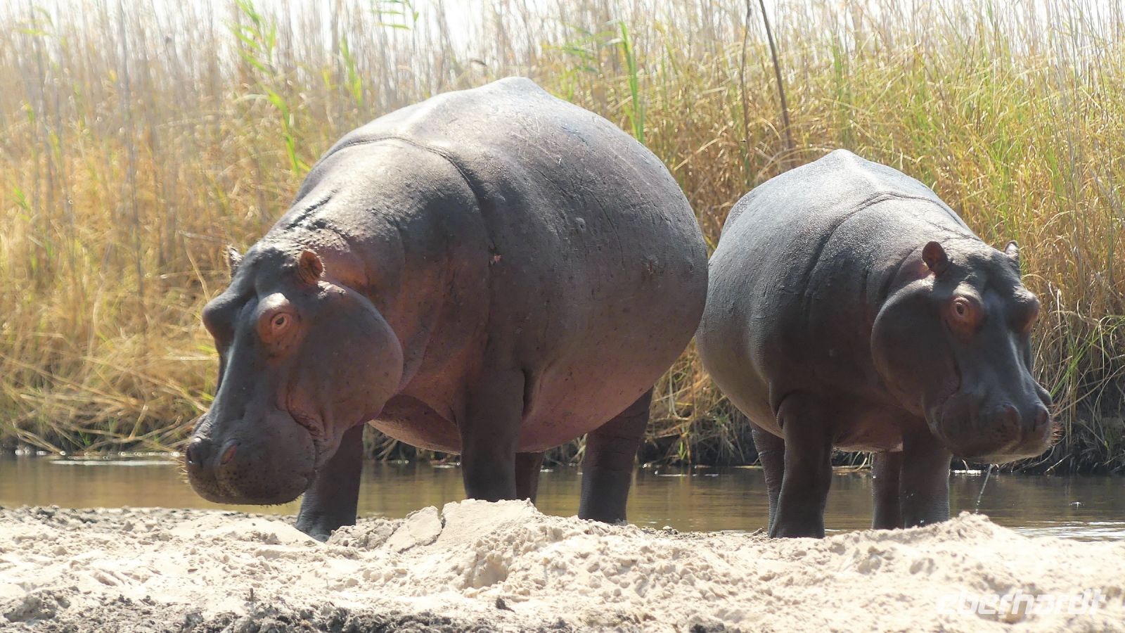 Namibia - Bootsfahrt auf dem Kwando