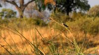 Namibia - Bootsfahrt auf dem Kwando