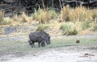 Namibia - Bootsfahrt auf dem Okavango - Familie Pumba