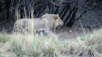 Namibia - Bootsfahrt auf dem Okavango - Löwe am Ufer