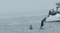 Namibia - Bootsfahrt in der Lagune Walvis Bay - Delfine