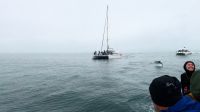 Namibia - Bootsfahrt in der Lagune Walvis Bay - Delfine