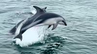 Namibia - Bootsfahrt in der Lagune Walvis Bay - Delfine