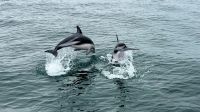 Namibia - Bootsfahrt in der Lagune Walvis Bay - Delfine