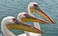 Namibia - Bootsfahrt in der Lagune Walvis Bay - Pelikane